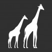 Girafe savana